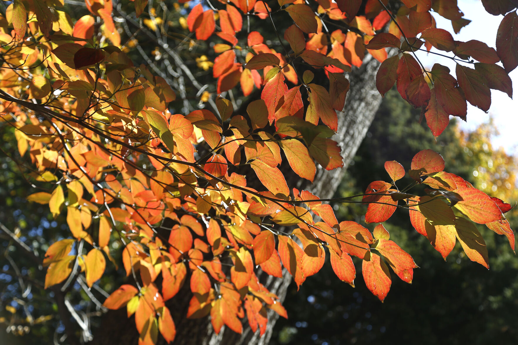 Fall Foliage